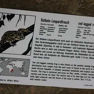 Red-legged running frog-sign