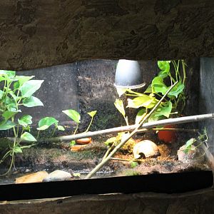 Enclosure Red-legged running frog