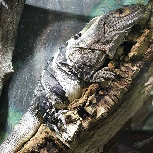 Black spiny-tailed iguana