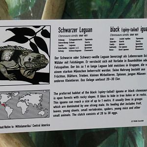 Sign Black spiny-tailed iguana