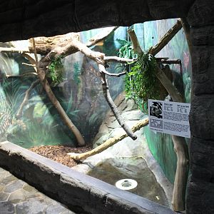 Enclosure Black spiny-tailed iguana