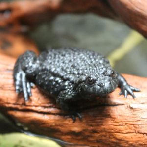 Oriental fire-bellied toad