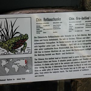 Oriental fire-bellied toad-sign