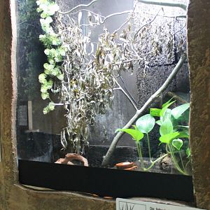 Enclosure Oriental fire-bellied toad