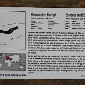 Sign European medical leech