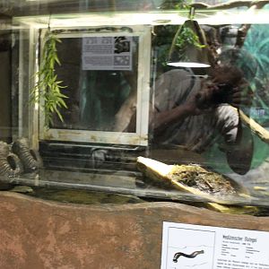 Enclosure Medical leech