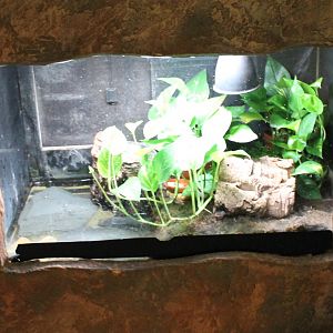 Enclosure Dying dart frog