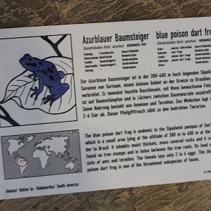 Sign Blue dart frog