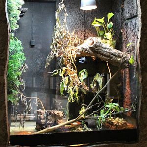 Enclosure Blue dart frog