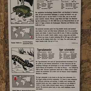 Frog - Salamnder signs