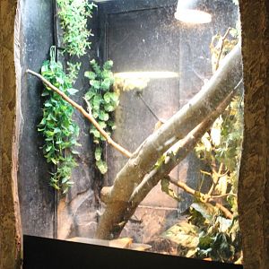 Frog - Salamander enclosure