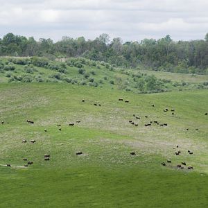 May. 2017 - American Bison Herd
