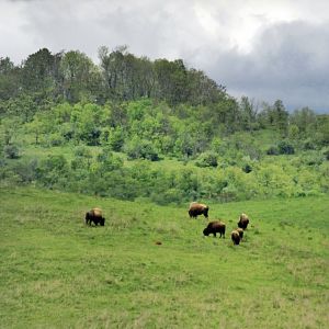 May. 2017 - Bison On The Safari