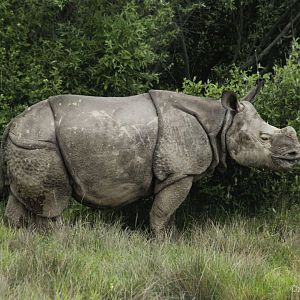 May. 2017 - Juvenile Indian Rhinoceros
