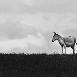 May. 2017 - Persian Onager
