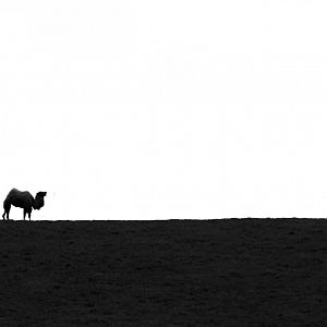 May. 2017 - Bactrian Camel