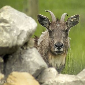 May. 2017 - Lake Trail - Chinese Goral