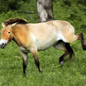 May. 2017 - Przewalski's Wild Horse