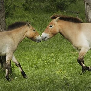 May. 2017 - Przewalski's Wild Horses