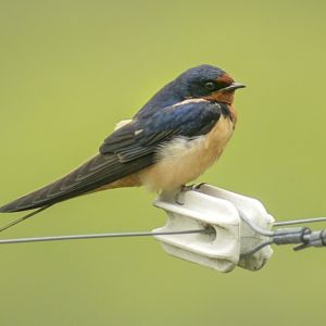 May. 2017 - Wild Barn Swallow