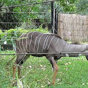 Smithsonian's National Zoo 2016 Part 1 - YouTube