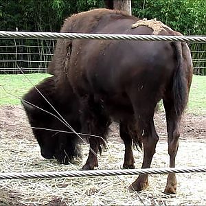 Smithsonian's National Zoo 2016 Part 3 - YouTube