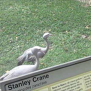 Smithsonian's National Zoo 2016 Part 4 - YouTube