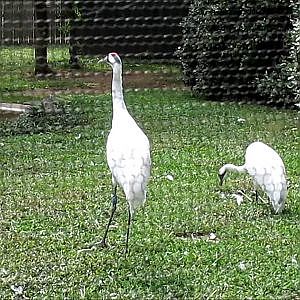 Smithsonian's National Zoo 2016 Part 5 - YouTube