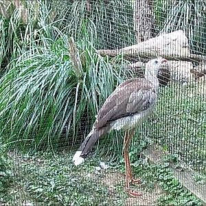 Smithsonian's National Zoo 2016 Part 6 - YouTube