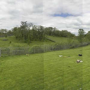 May. 2017 - Mid-sized Carnivore Conservation Center - Cheetah (Back) + Dhole Exhibits