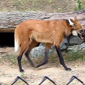 Smithsonian's National Zoo 2016 Part 7 - YouTube