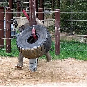 Smithsonian's National Zoo 2016 Part 9 - YouTube