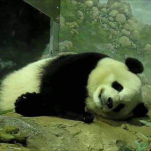 Smithsonian's National Zoo 2016 Part 10 - YouTube