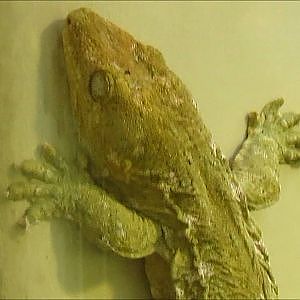 Smithsonian's National Zoo 2016 Part 11 - YouTube