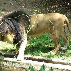 Smithsonian's National Zoo 2016 Part 12 - YouTube