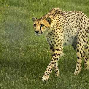 May. 2017 - Mid-sized Carnivore Conservation Center - Cheetah