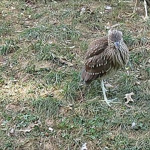 Smithsonian's National Zoo 2016 [Extra Bonus Footage] - YouTube