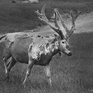 May. 2017 - Pere David's Deer