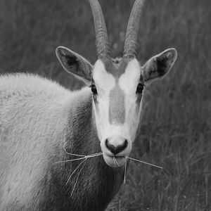 May. 2017 - Scimitar-horned Oryx