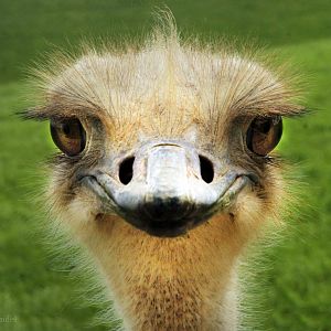 May. 2017 - Ostrich Portrait