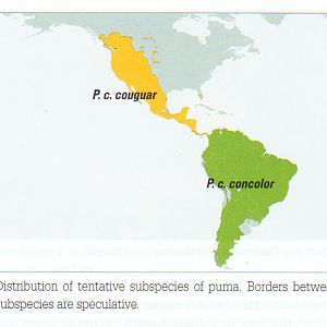 Puma Distribution
