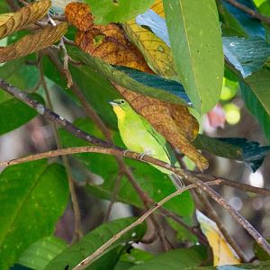 Greater Green Leafbird female