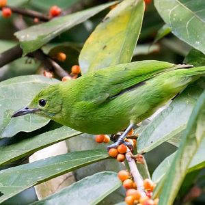 Lesser Green Leafbird female