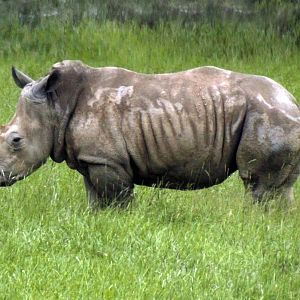 May. 2017 - Southern White Rhino