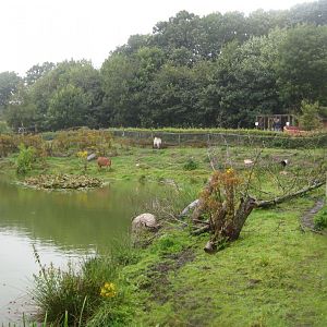 Glad Zoo - Zebu exhibit