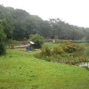 Glad Zoo - Zebu exhibit
