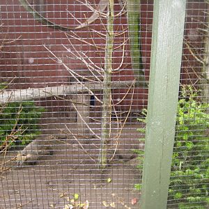 Glad Zoo - Coati exhibit
