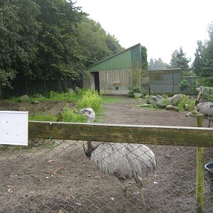 Glad Zoo - Rhea exhibit