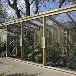 Gems of the Jungle small flights