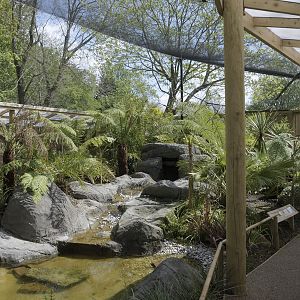 Gems of the Jungle main flight